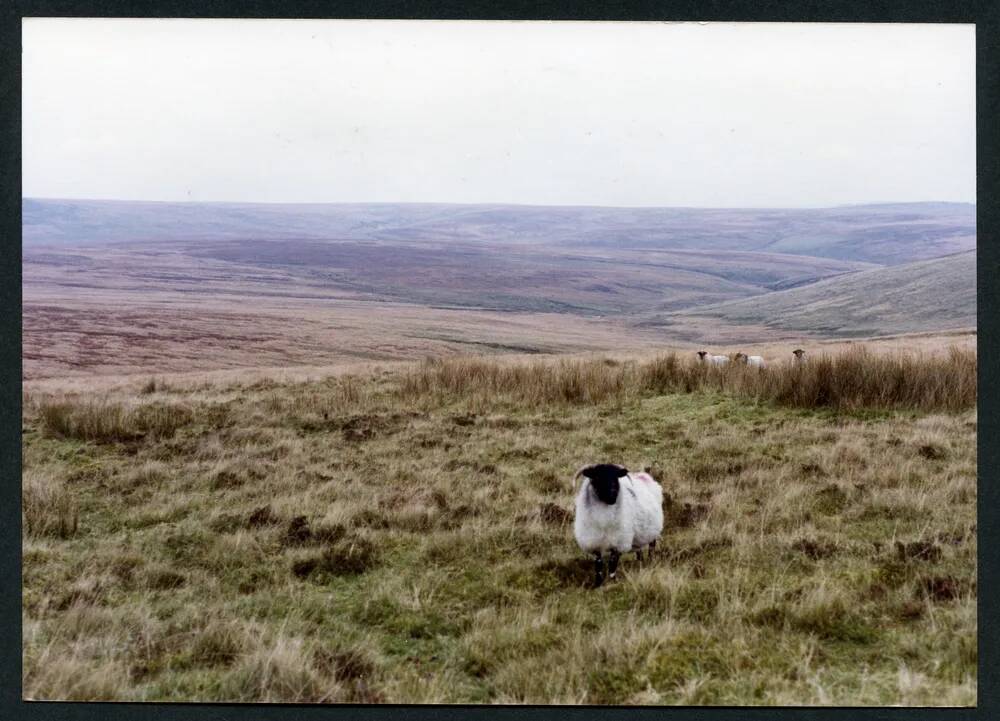 An image from the Dartmoor Trust Archive