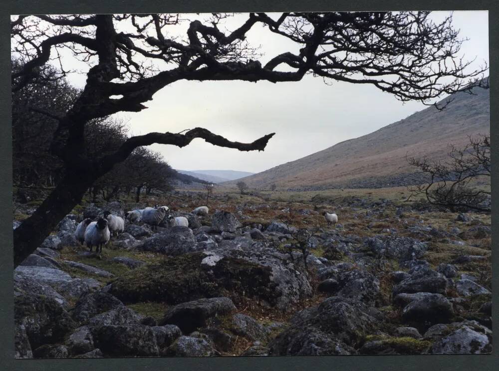 An image from the Dartmoor Trust Archive