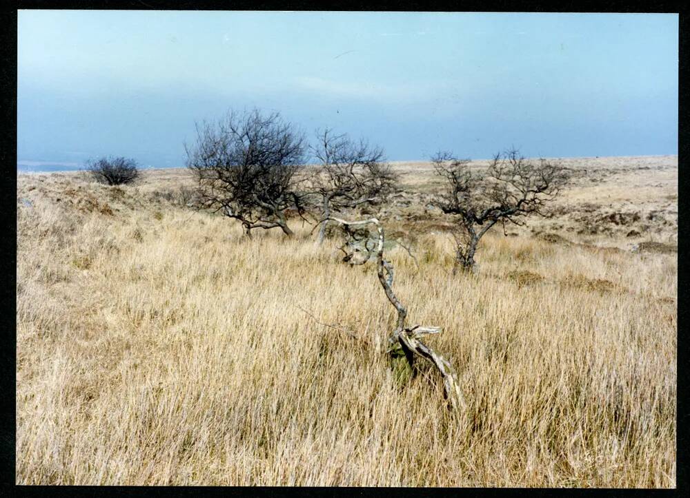 An image from the Dartmoor Trust Archive