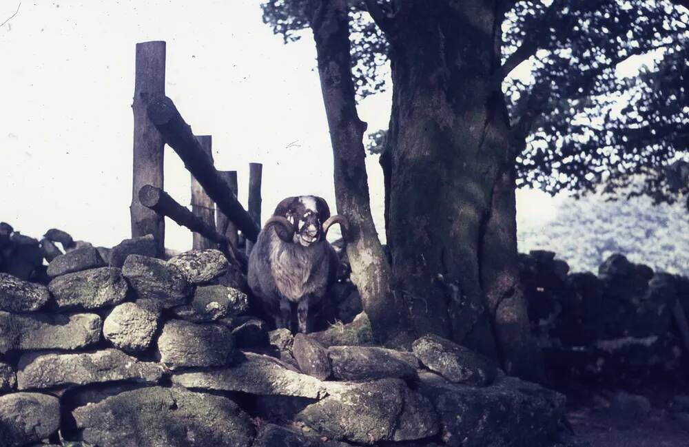 An image from the Dartmoor Trust Archive