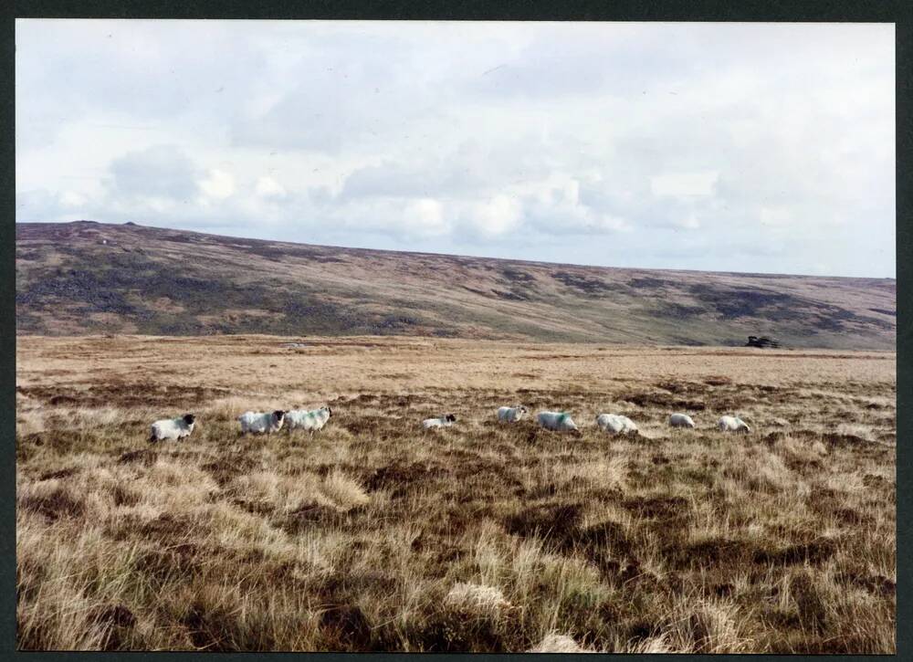 An image from the Dartmoor Trust Archive