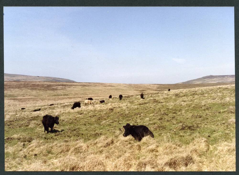 An image from the Dartmoor Trust Archive