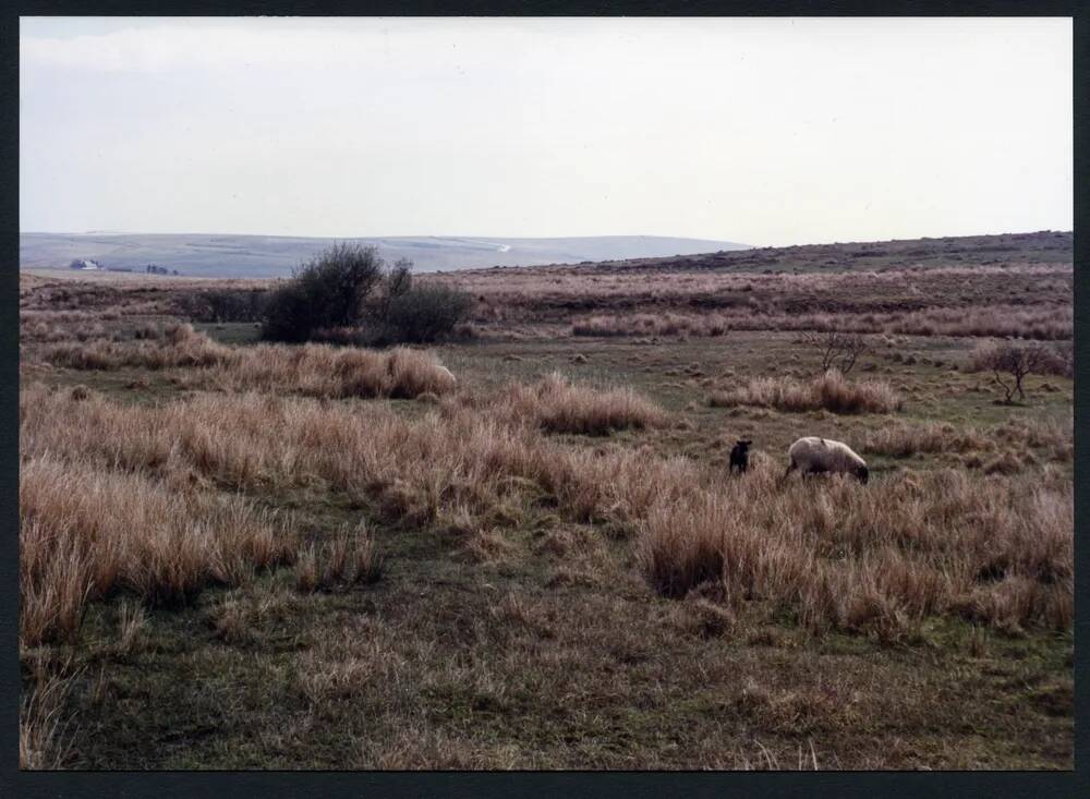 An image from the Dartmoor Trust Archive