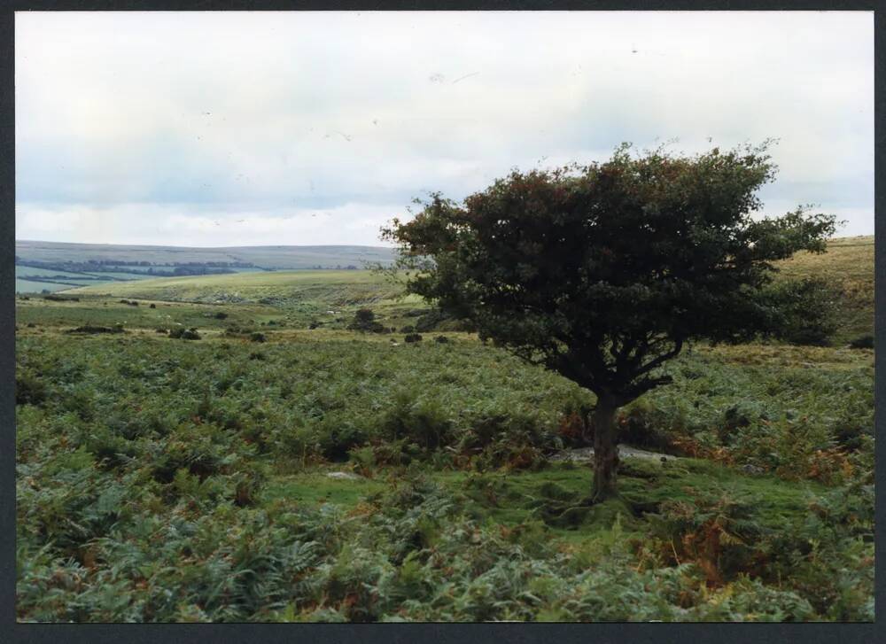 An image from the Dartmoor Trust Archive