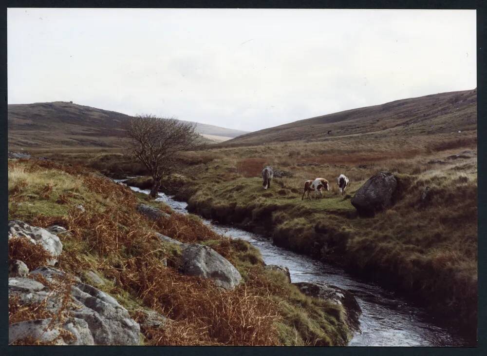 An image from the Dartmoor Trust Archive