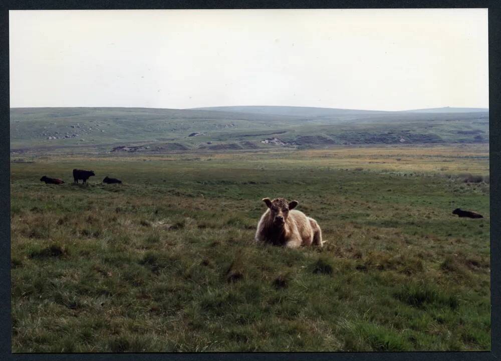 11/43 Broada Marsh towards Row Tor 30/7/1991