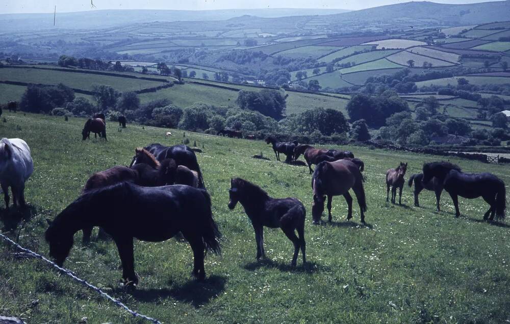 An image from the Dartmoor Trust Archive