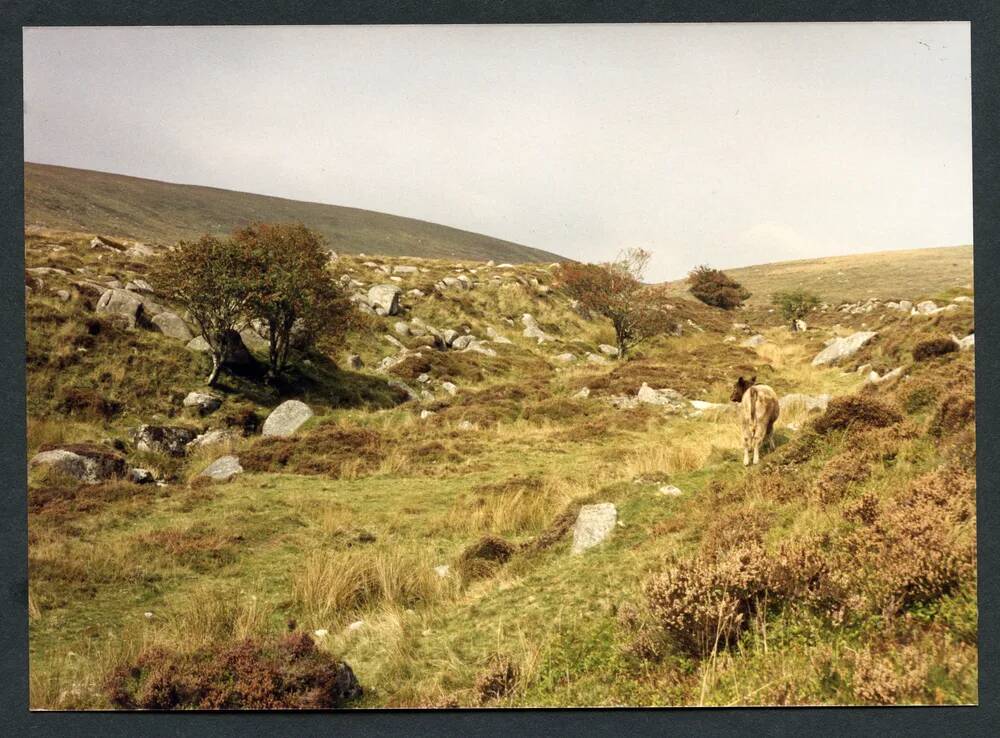 An image from the Dartmoor Trust Archive