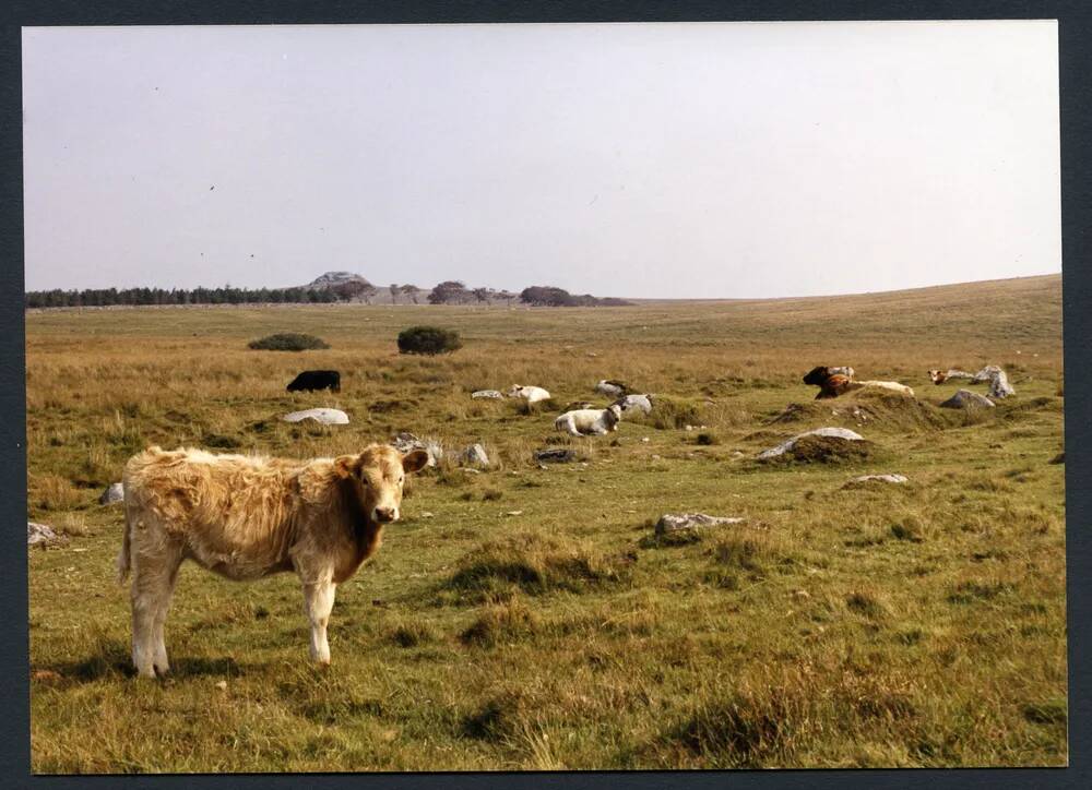 An image from the Dartmoor Trust Archive