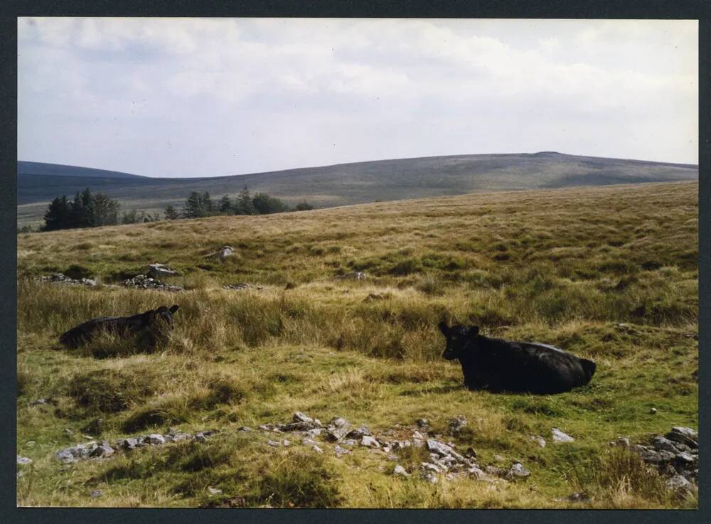 An image from the Dartmoor Trust Archive