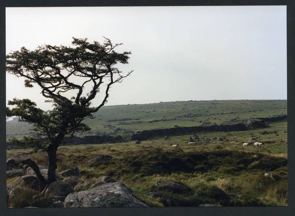 An image from the Dartmoor Trust Archive