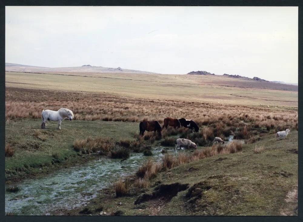 An image from the Dartmoor Trust Archive