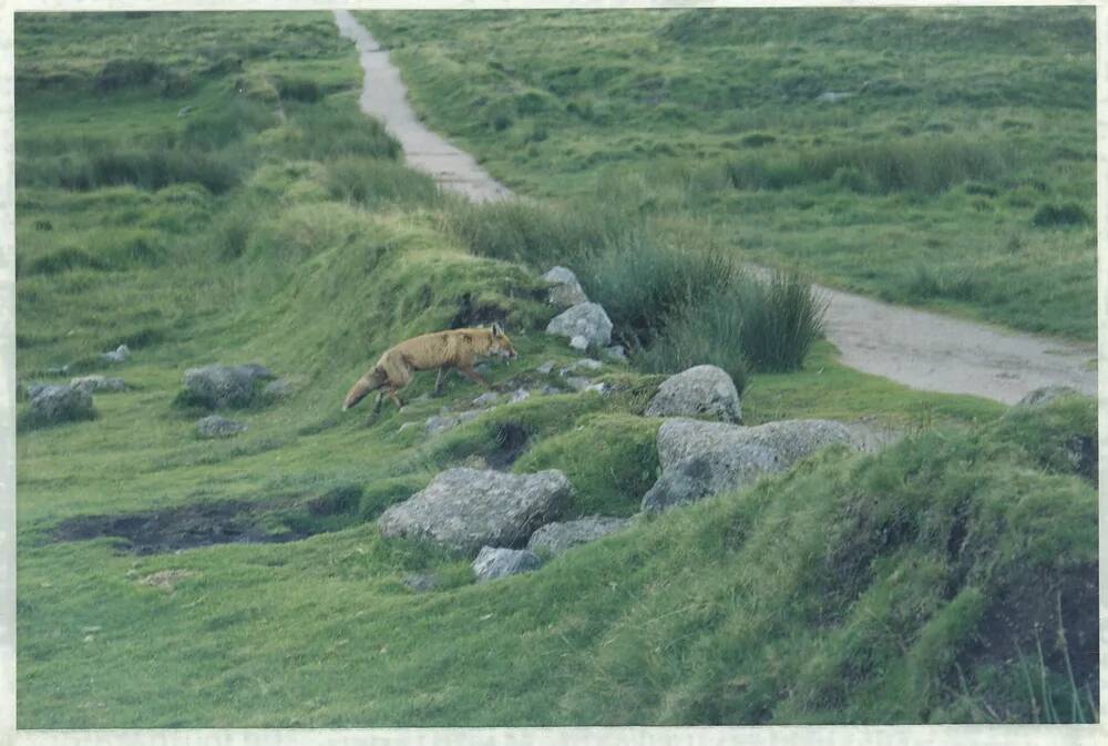 An image from the Dartmoor Trust Archive