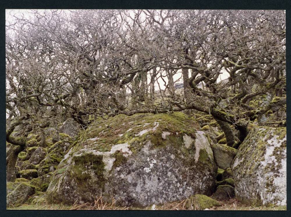 An image from the Dartmoor Trust Archive