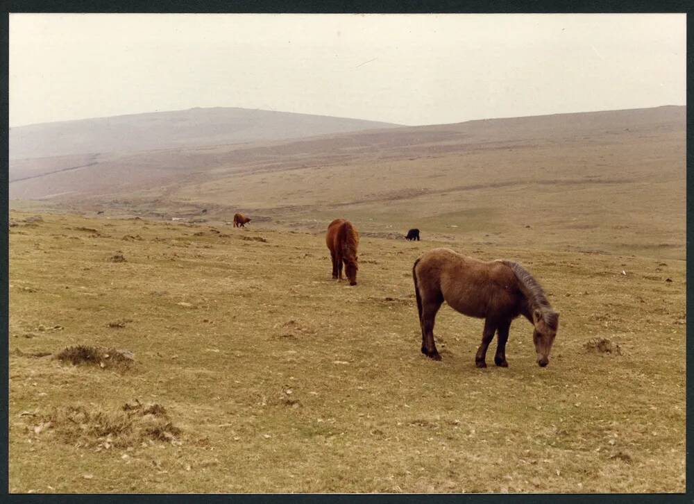 An image from the Dartmoor Trust Archive