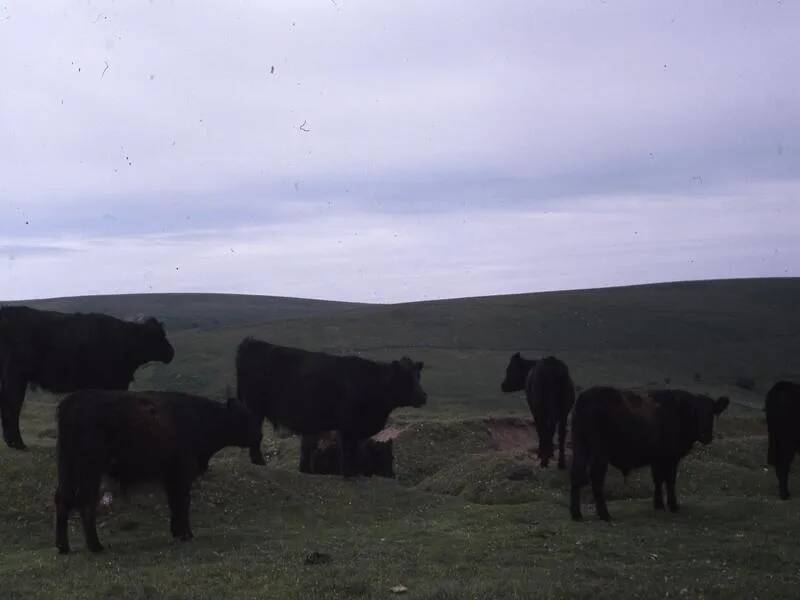 An image from the Dartmoor Trust Archive