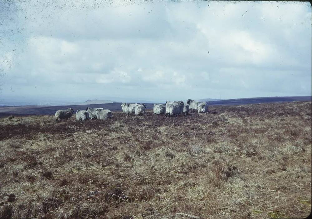 An image from the Dartmoor Trust Archive