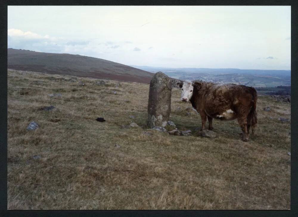 An image from the Dartmoor Trust Archive