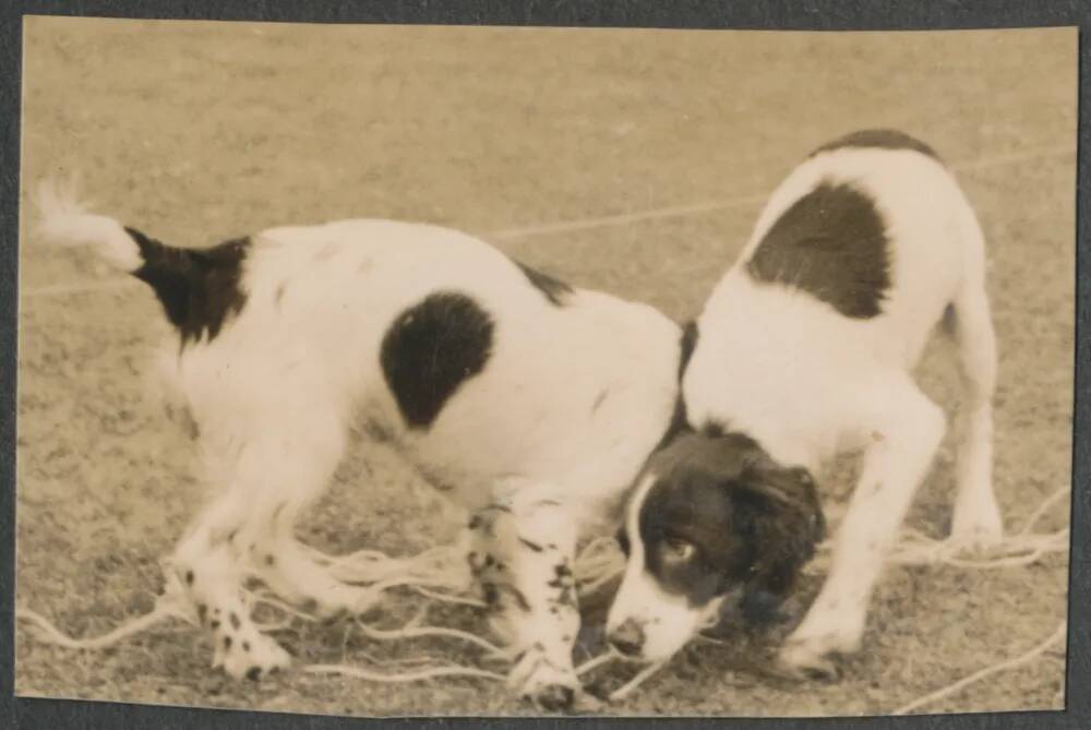 An image from the Dartmoor Trust Archive