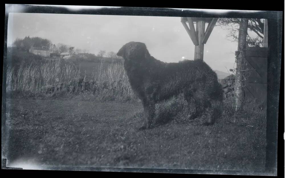 An image from the Dartmoor Trust Archive