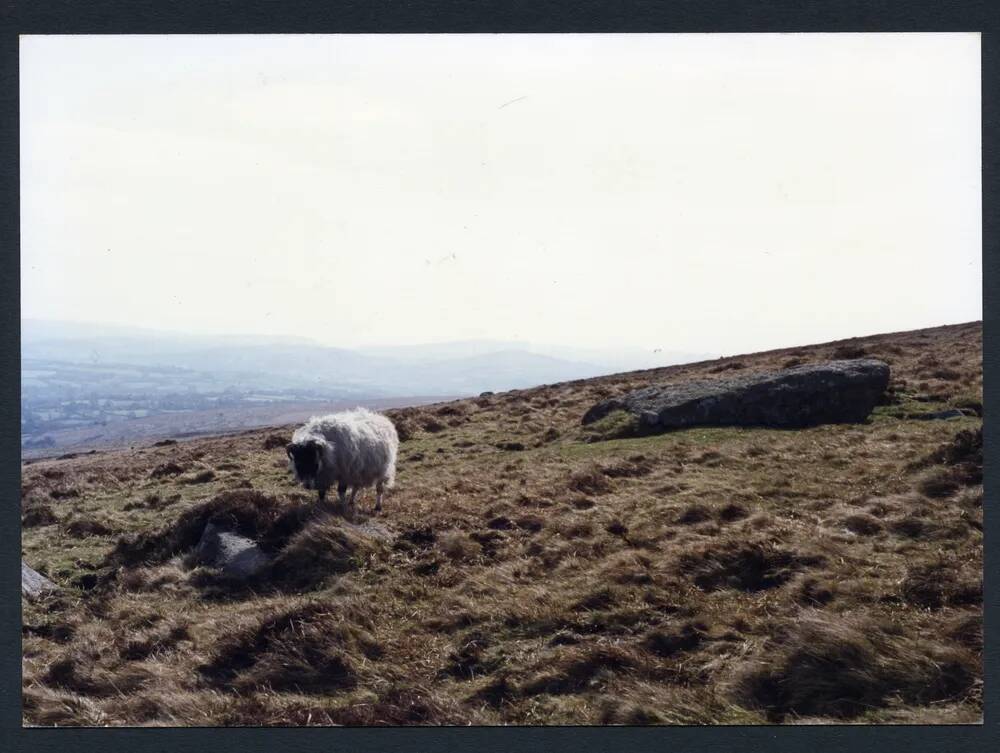 An image from the Dartmoor Trust Archive