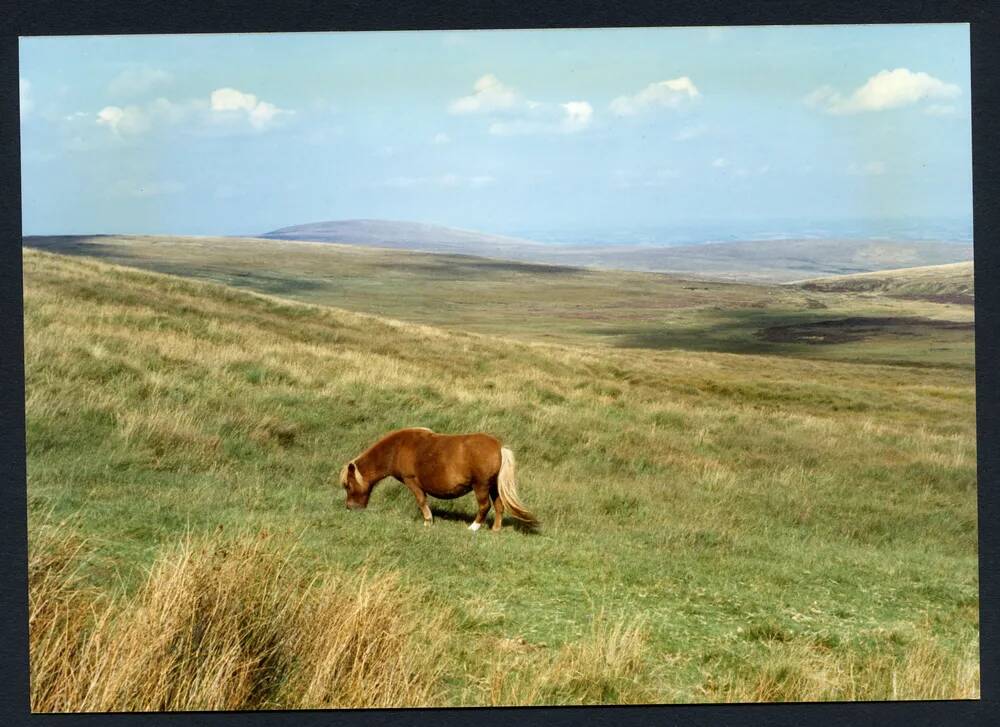 An image from the Dartmoor Trust Archive