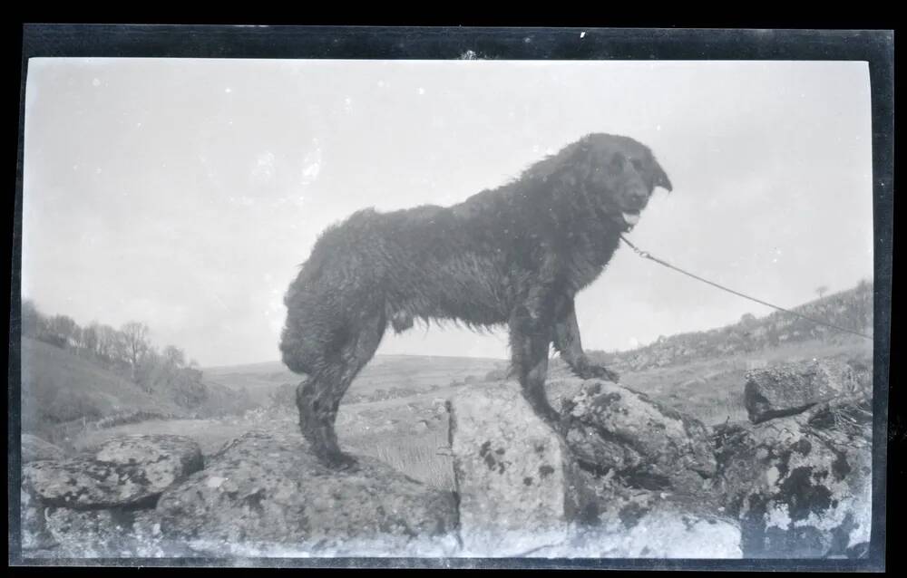 An image from the Dartmoor Trust Archive