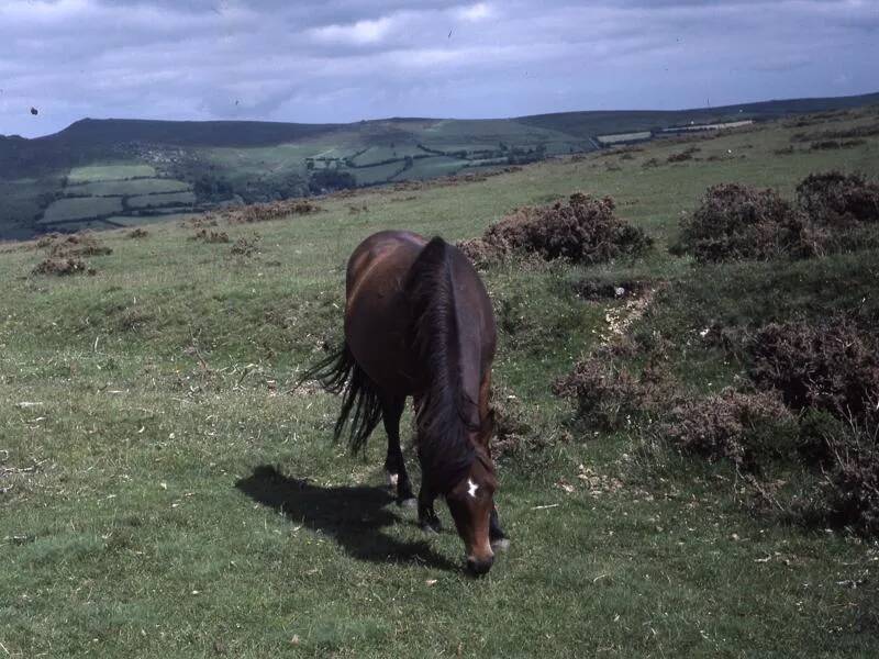 An image from the Dartmoor Trust Archive