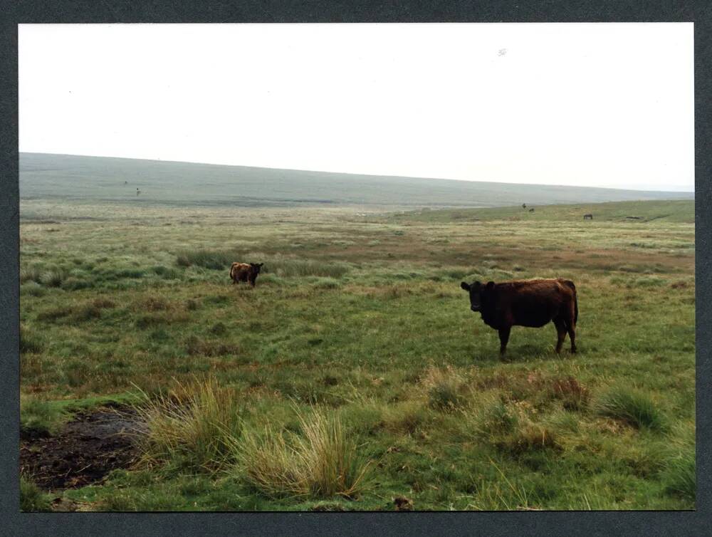 20/41 Aune head Mires 26/7/1991