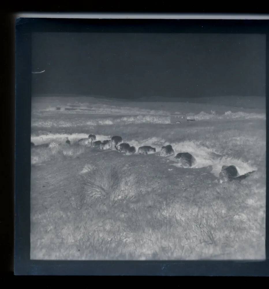 An image from the Dartmoor Trust Archive