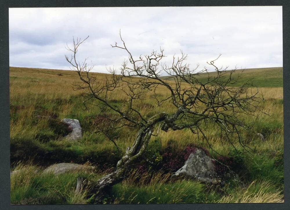 An image from the Dartmoor Trust Archive