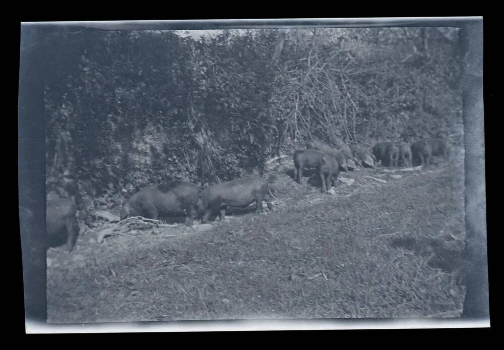 An image from the Dartmoor Trust Archive