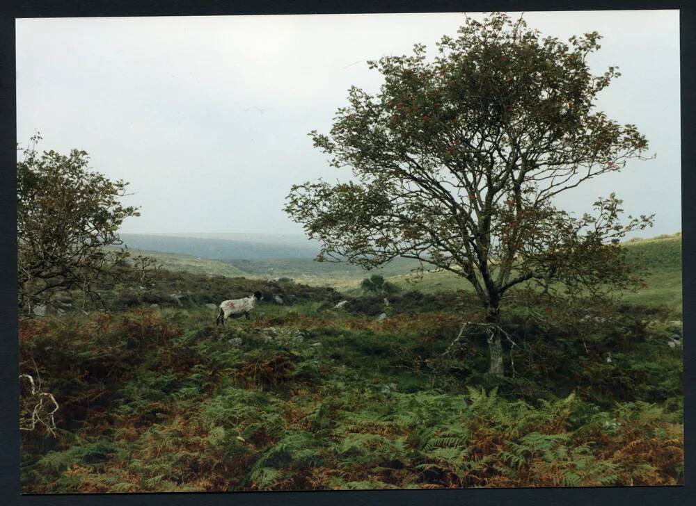 An image from the Dartmoor Trust Archive