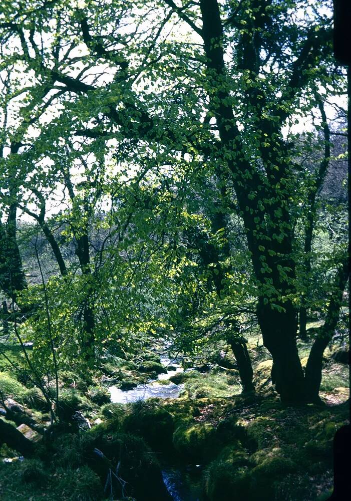 An image from the Dartmoor Trust Archive