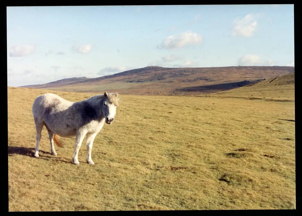 An image from the Dartmoor Trust Archive