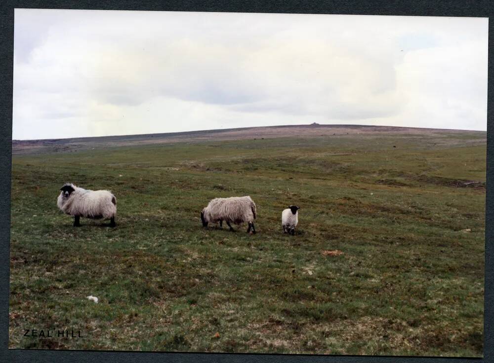 33/30 Zeal Plains to E. Wittaburrow 22/5/1991