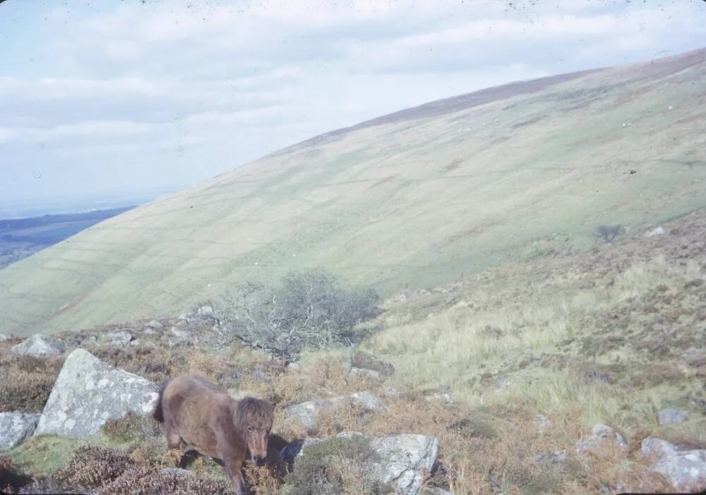 An image from the Dartmoor Trust Archive