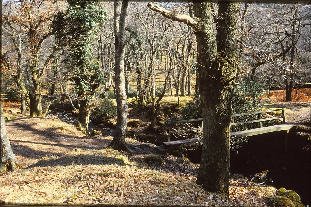 Moor Brook, East Okement