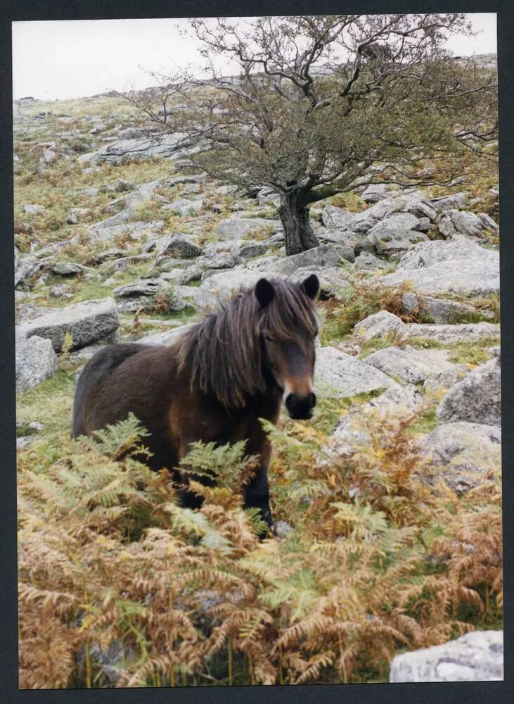 An image from the Dartmoor Trust Archive