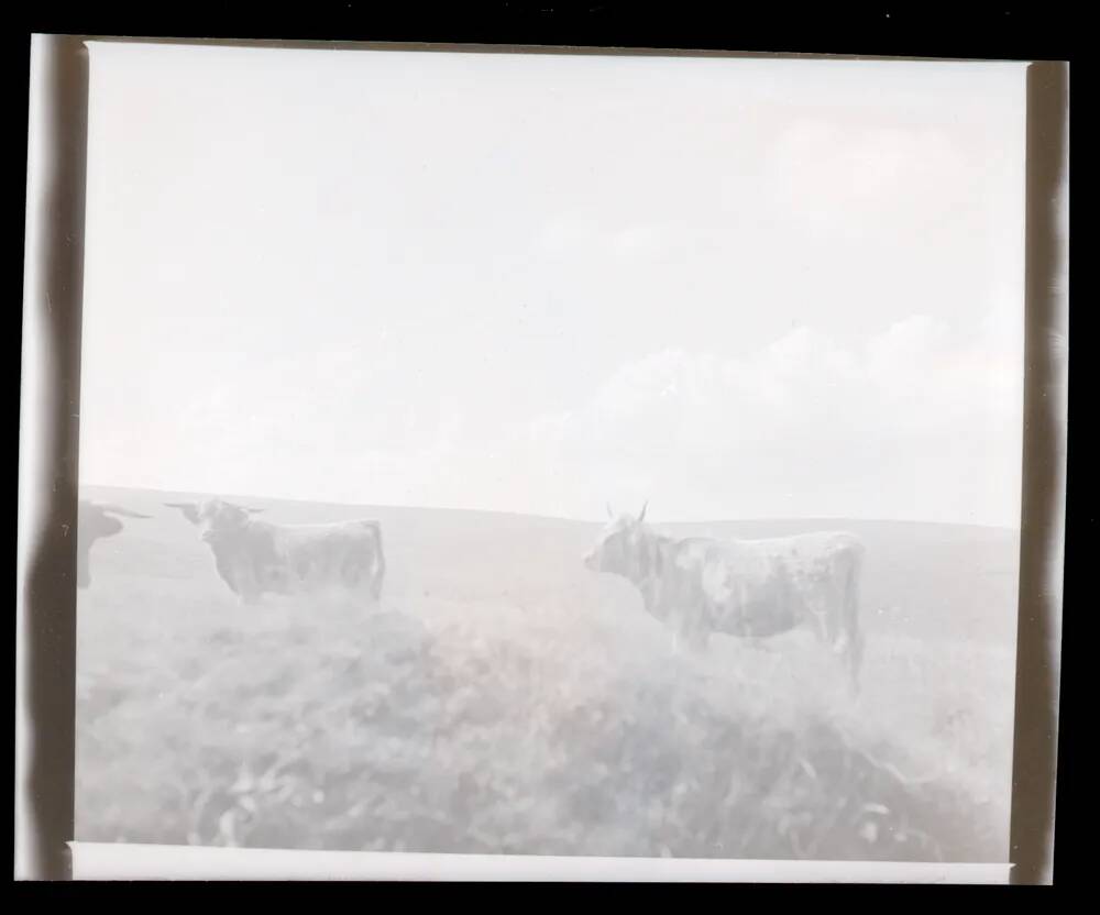 An image from the Dartmoor Trust Archive