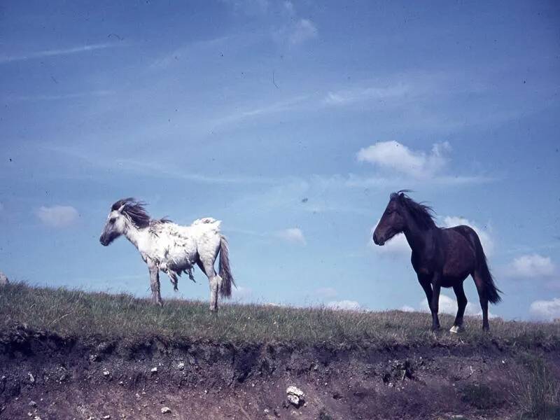 An image from the Dartmoor Trust Archive