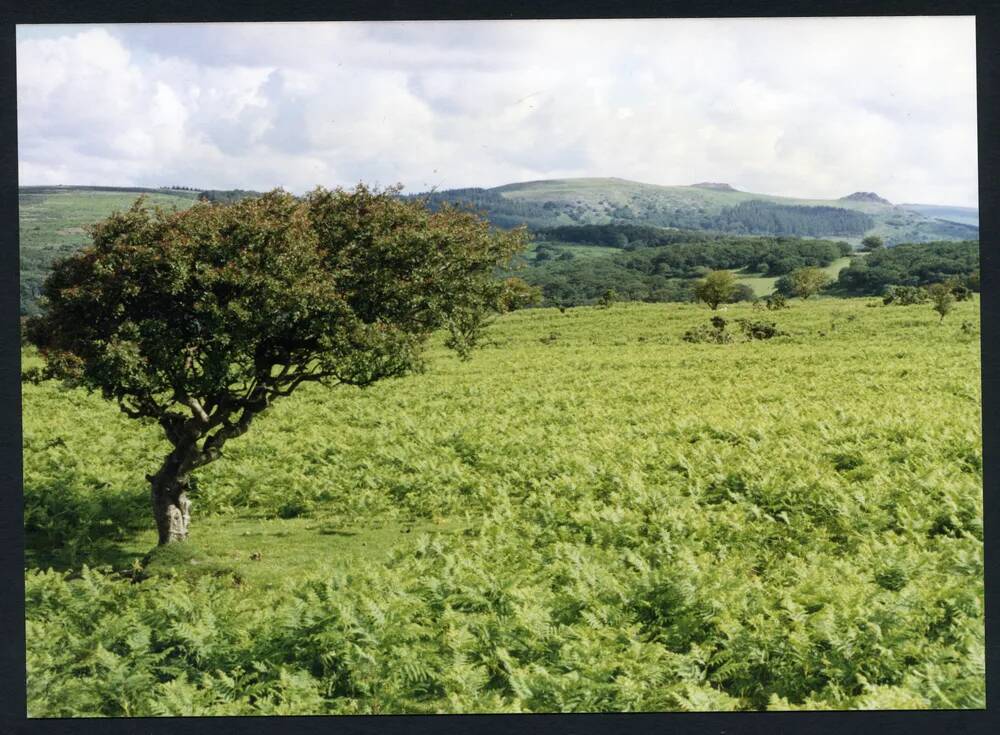 An image from the Dartmoor Trust Archive