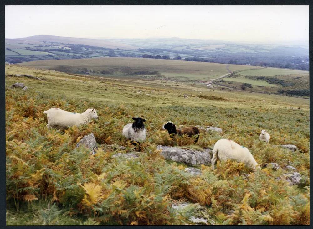 An image from the Dartmoor Trust Archive