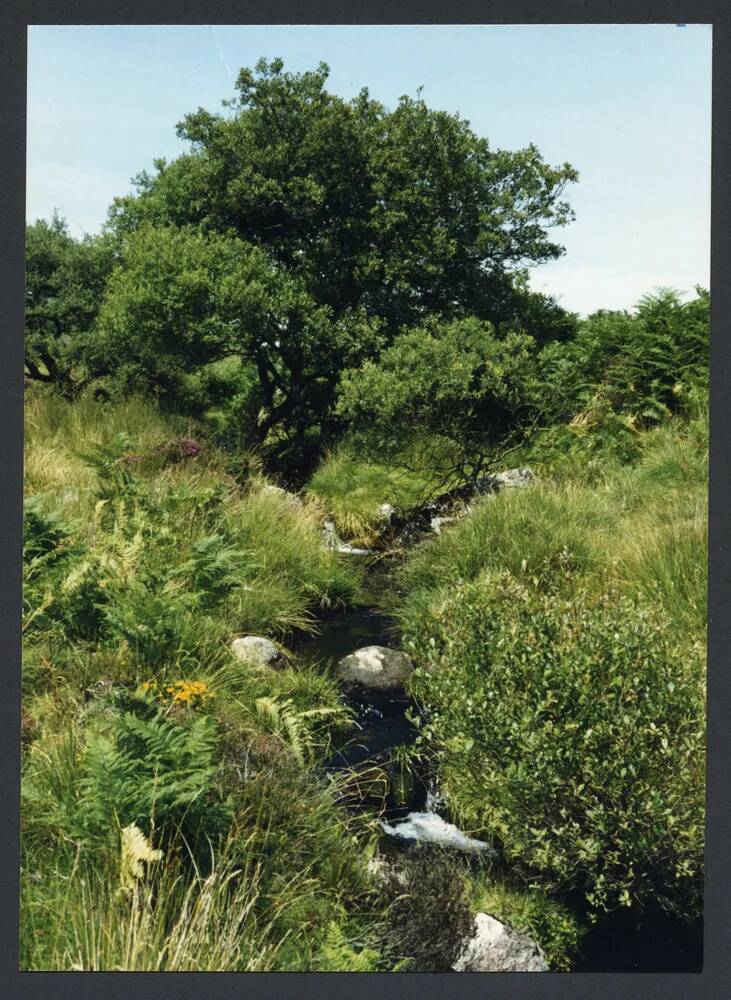 An image from the Dartmoor Trust Archive