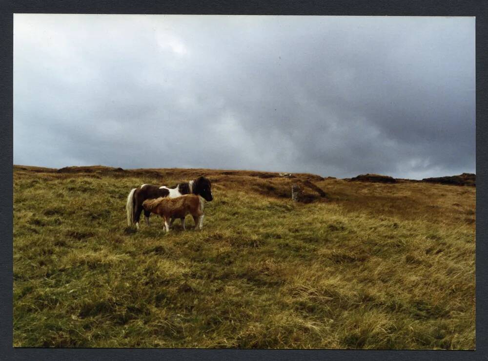 An image from the Dartmoor Trust Archive