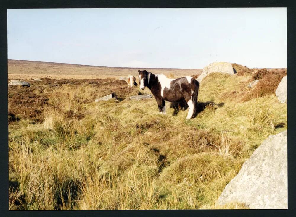 An image from the Dartmoor Trust Archive