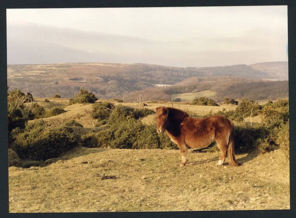 An image from the Dartmoor Trust Archive