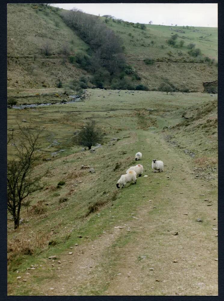 An image from the Dartmoor Trust Archive