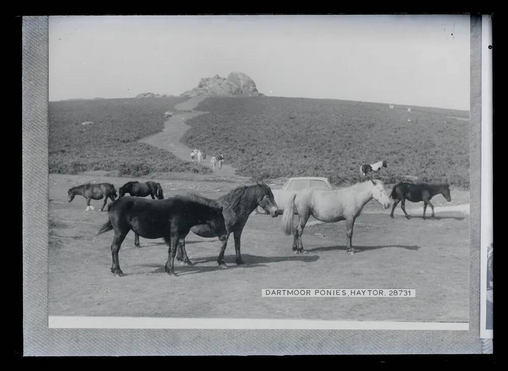 Dartmoor ponies at Haytor, Ilsington