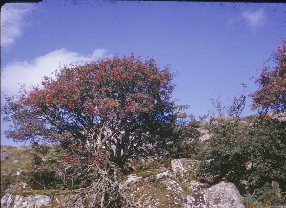 An image from the Dartmoor Trust Archive